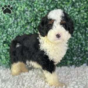 Kobe, Mini Bernedoodle Puppy